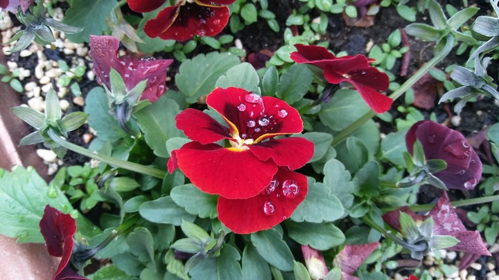 Flower-1