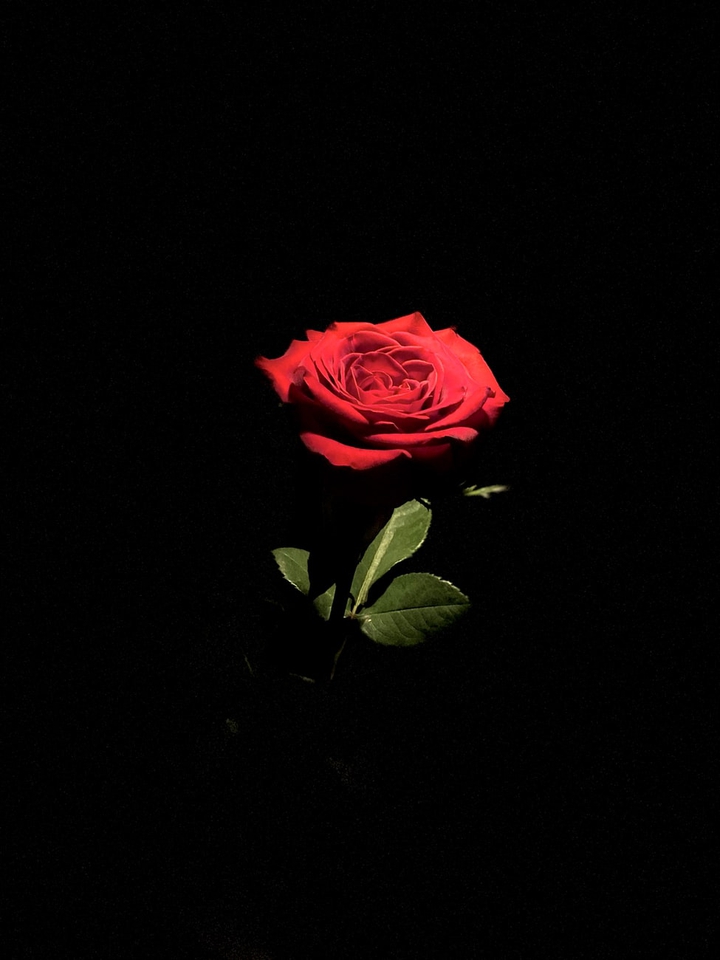 Rose ?