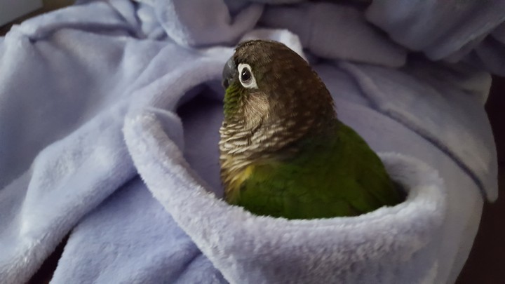 Cuddle Cup