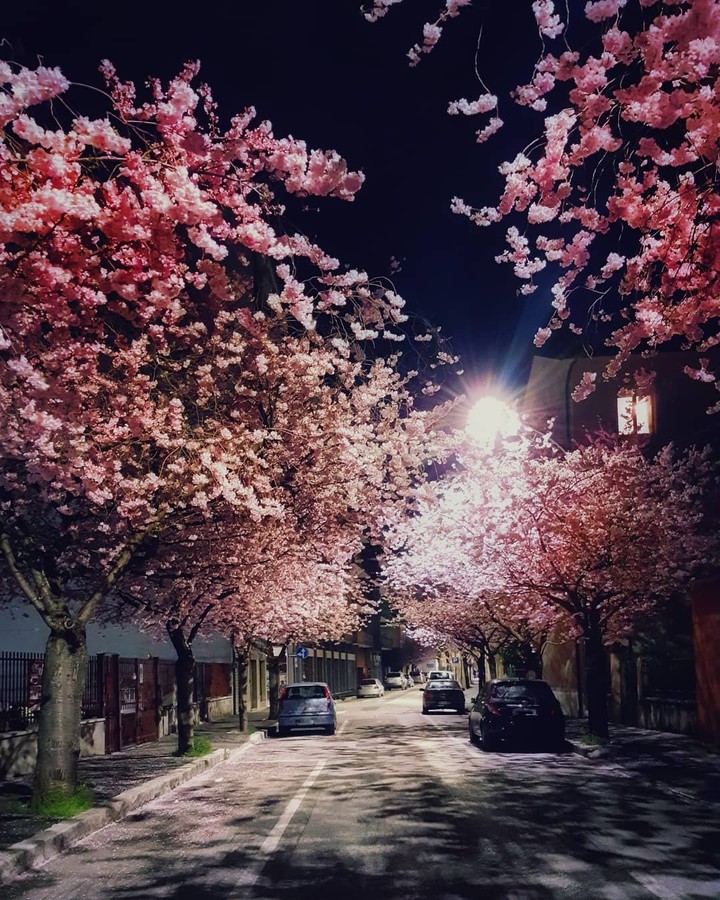 street in flowers