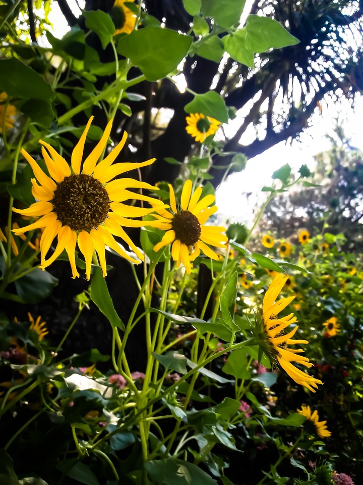 sunflowers pic