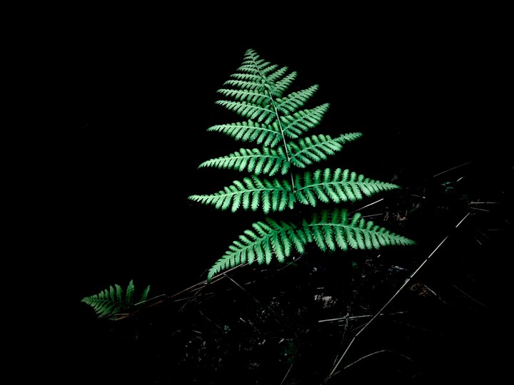 nature pic