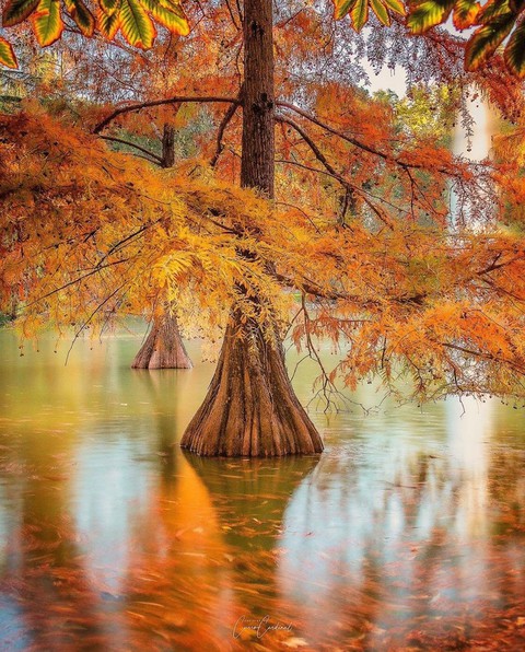 Autumn ... c