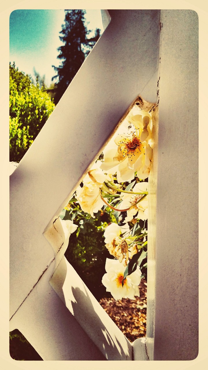 Behind the Fence