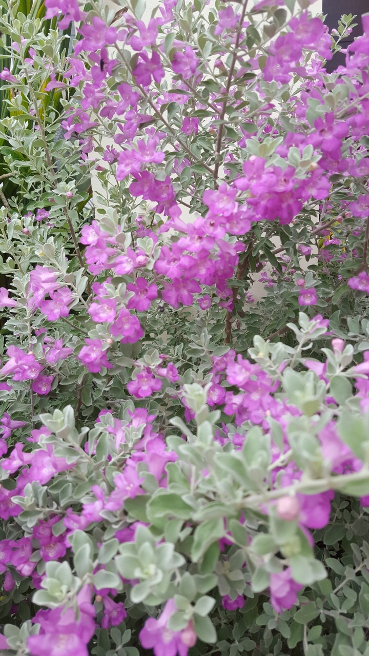 tiny flowers