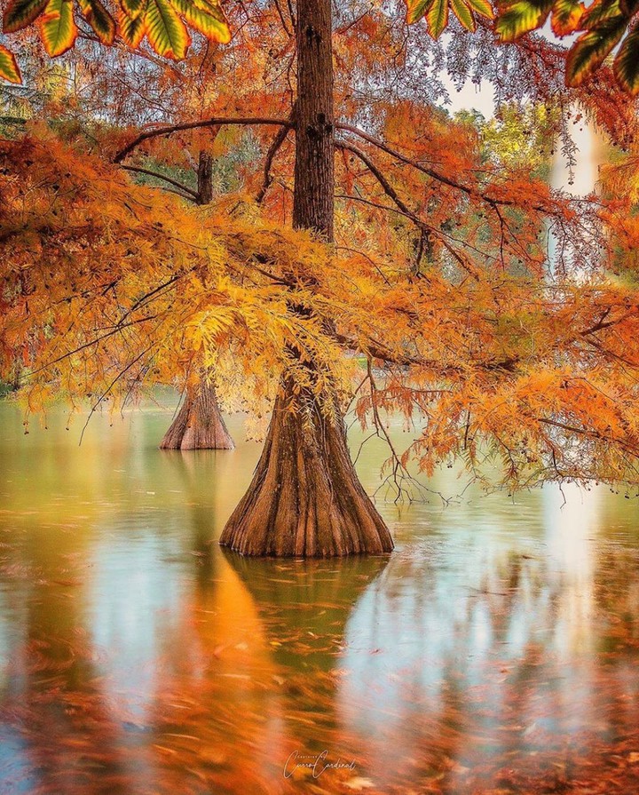 Autumn ... c