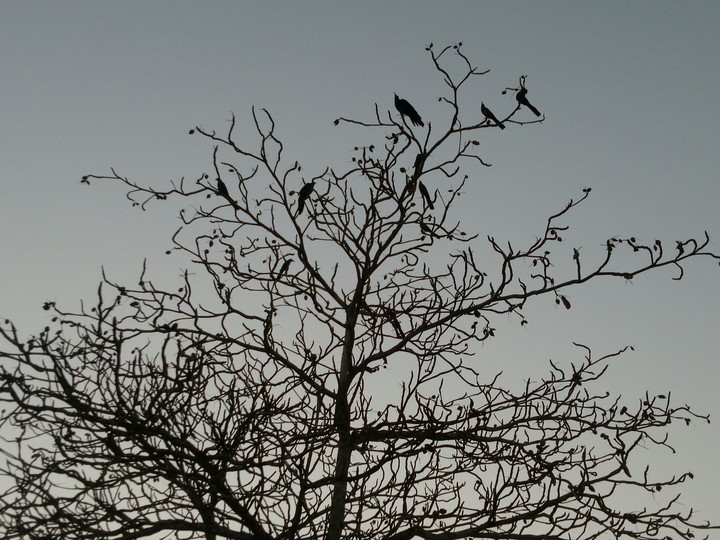 tree