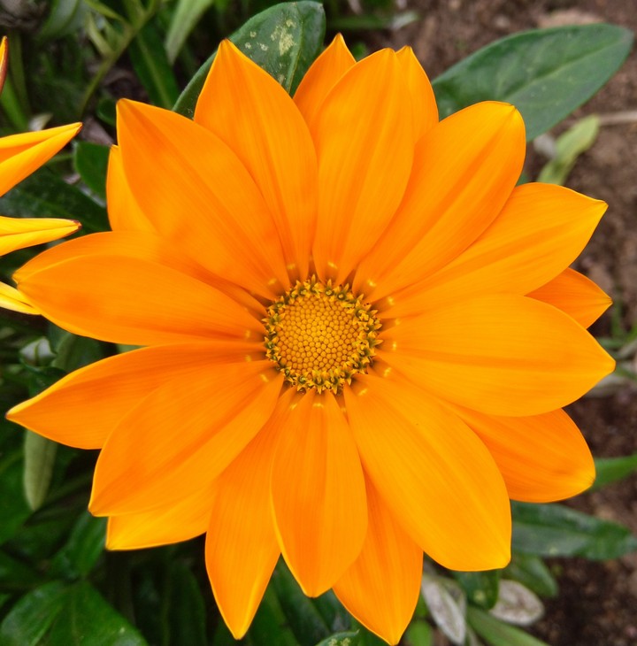 Mango yellow