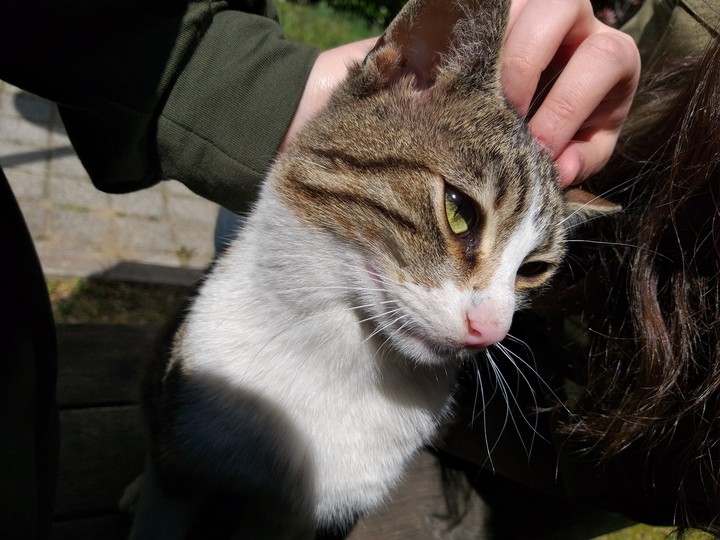love cat