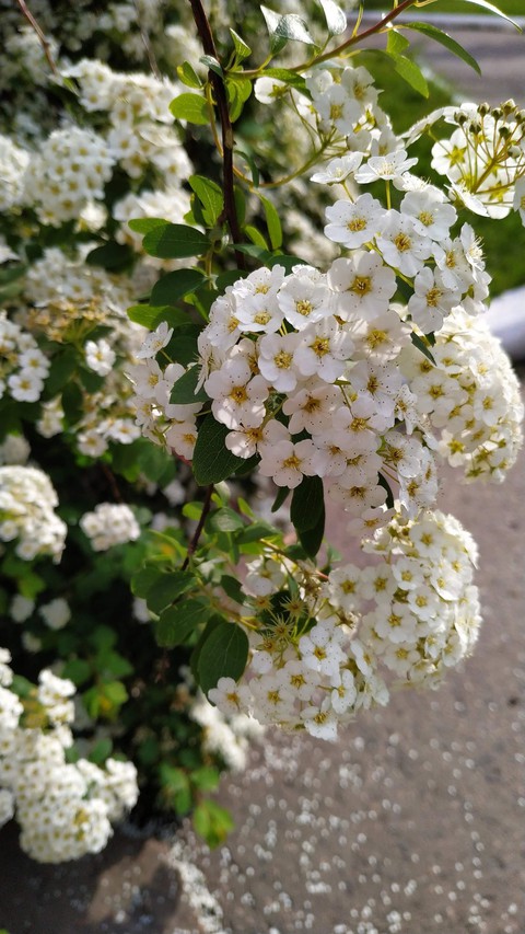 flover