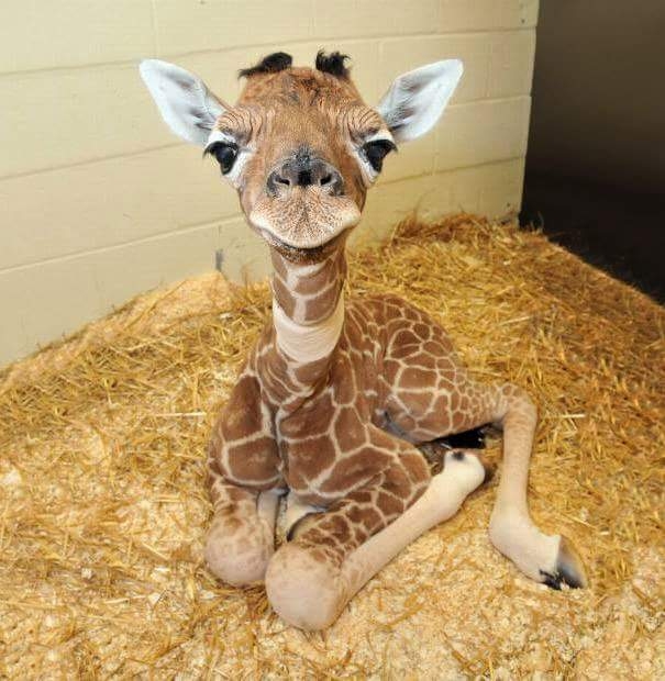 baby giraffe