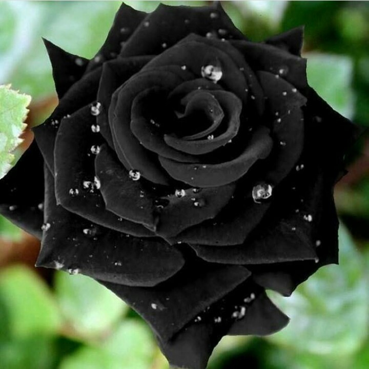 black roses