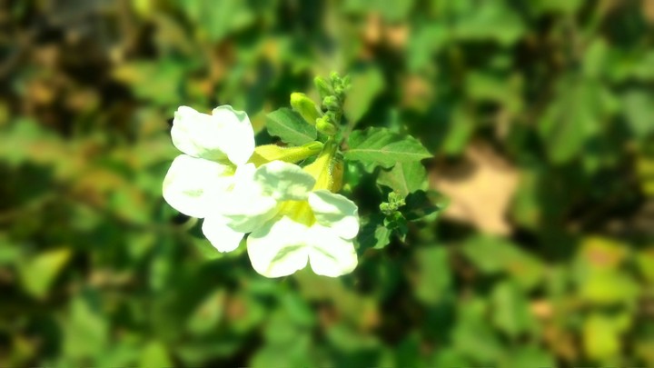 flowers