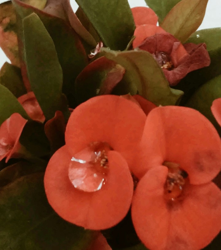 Blume mit Wassertropfen