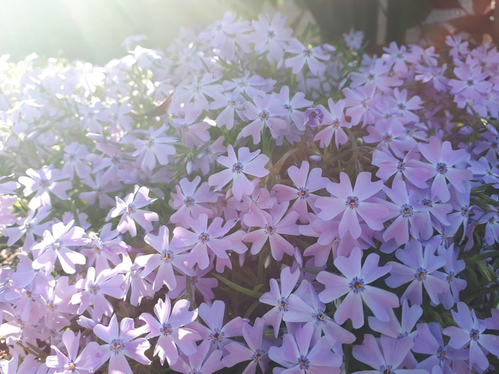 Pretty flowers