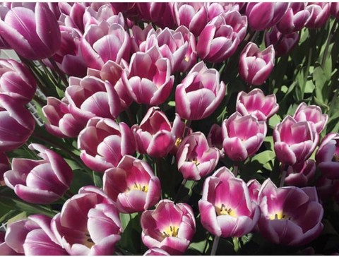 tulip lale alikalphotography