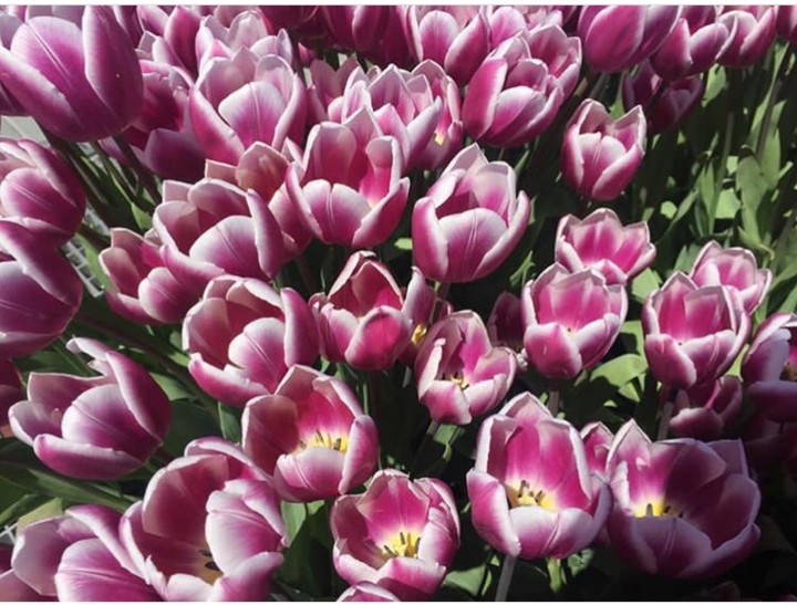 tulip lale alikalphotography