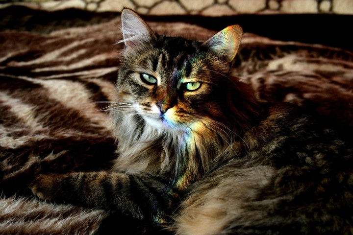 Котик