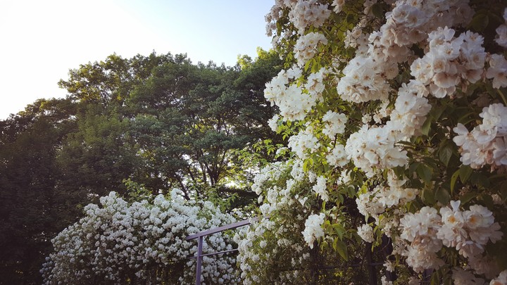 Flowers - Nature