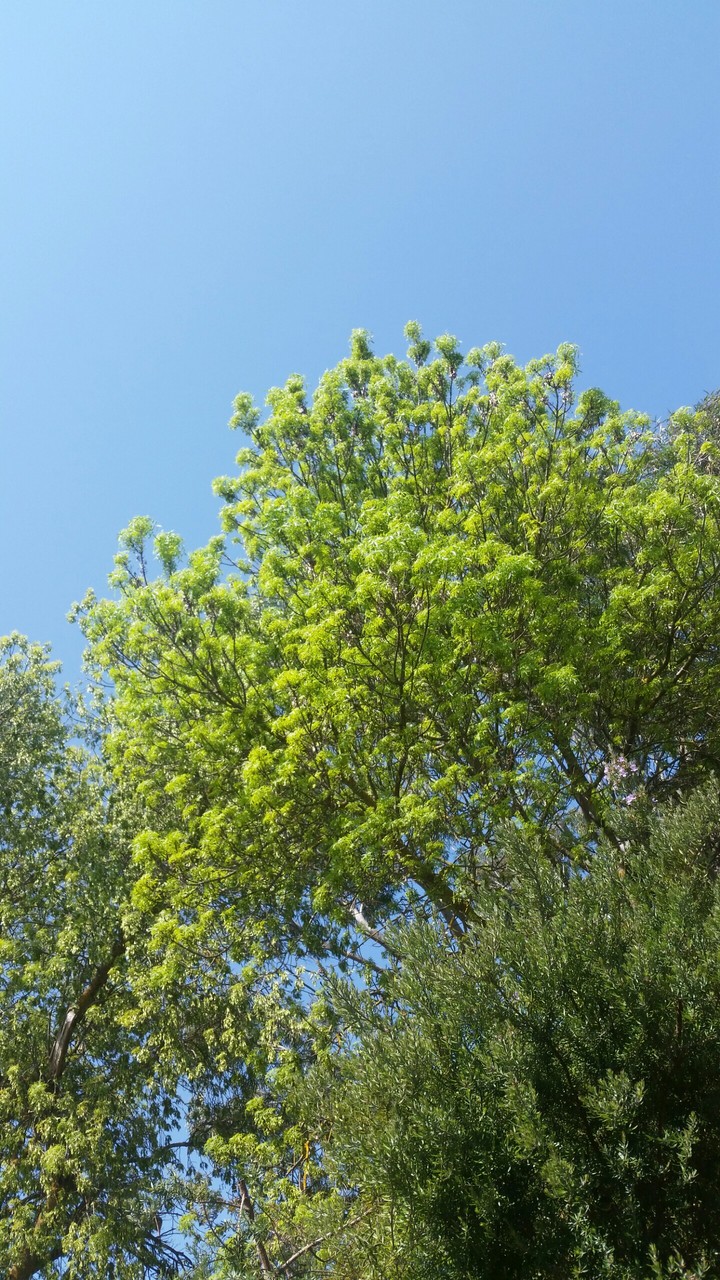 tree