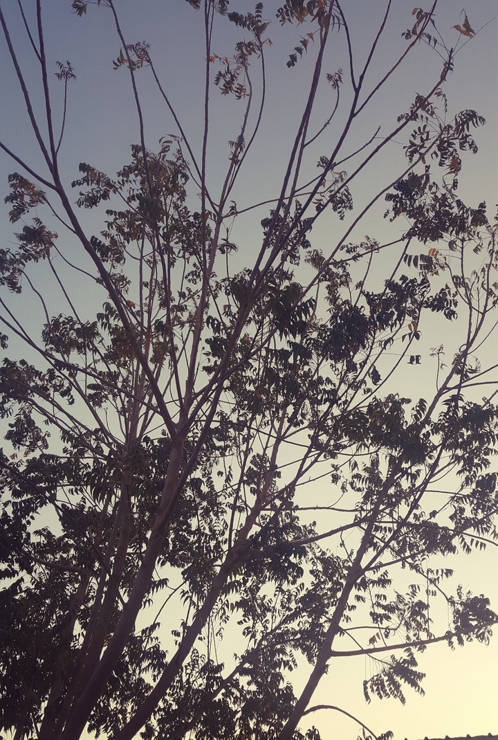 tree