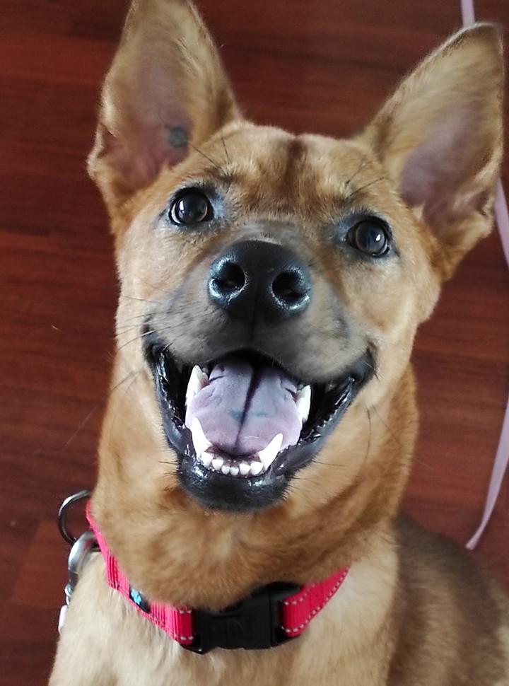 TREATS??