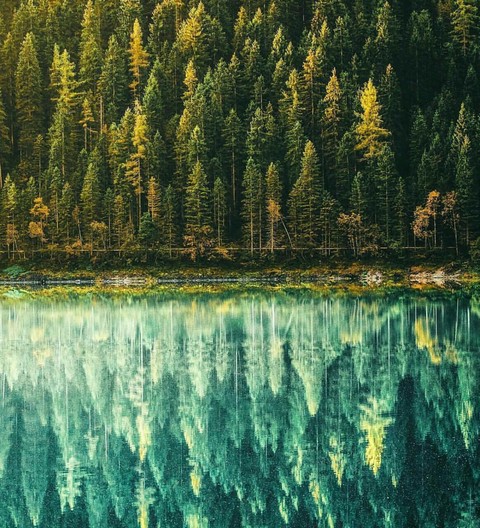 nature of trees