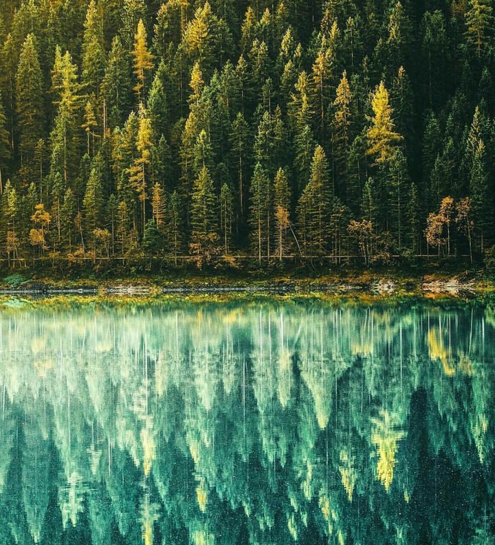 nature of trees