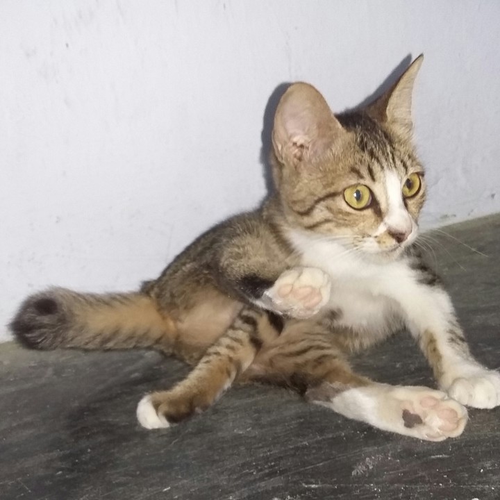 complicated cat