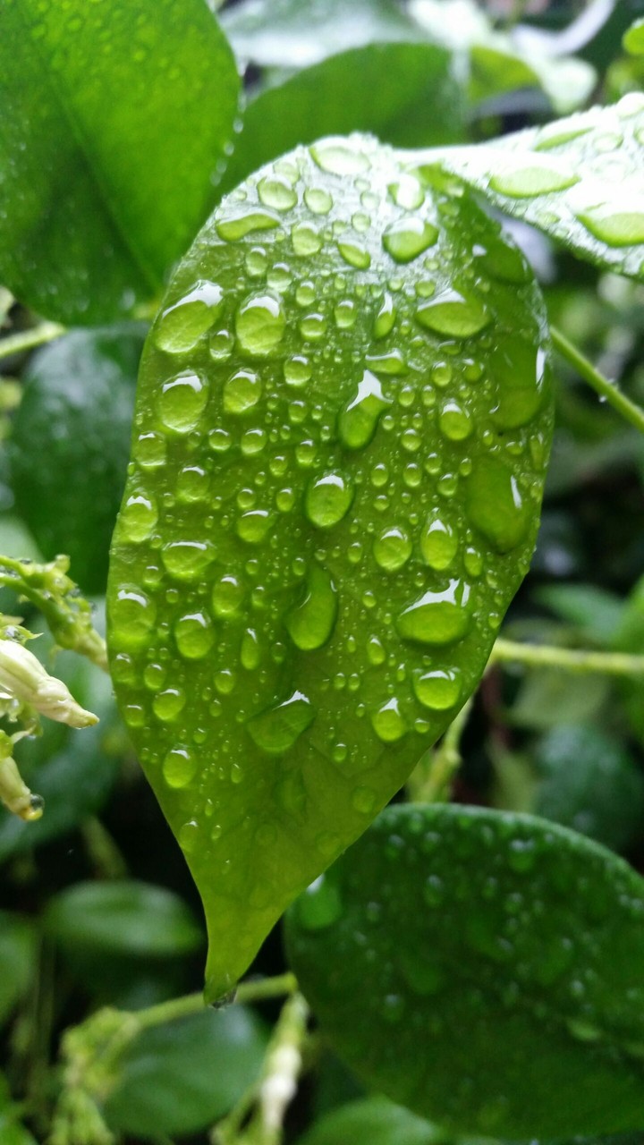 Leaf