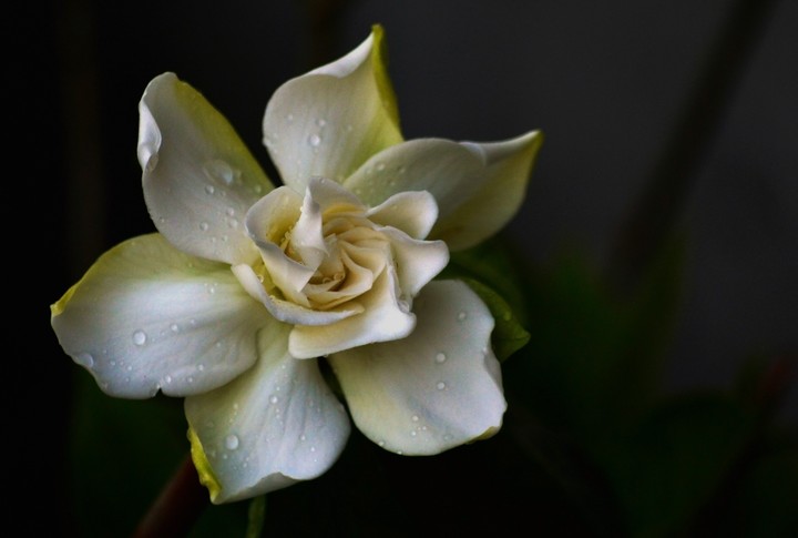 Peaceful beauty.....a flower