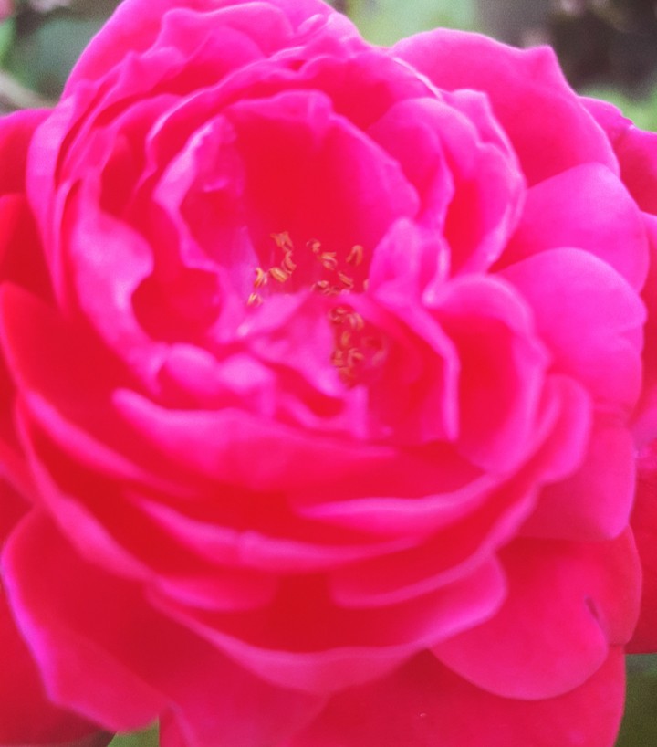 redrose