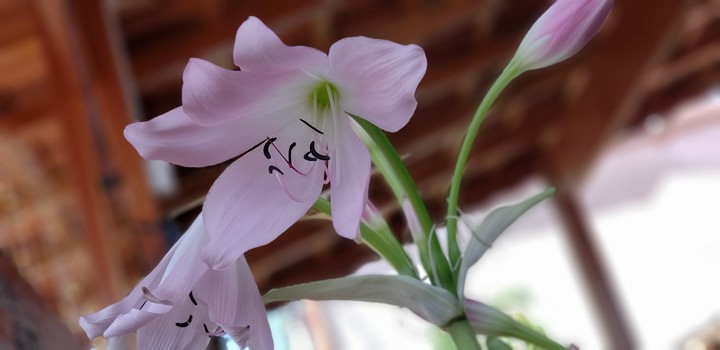 Primavera