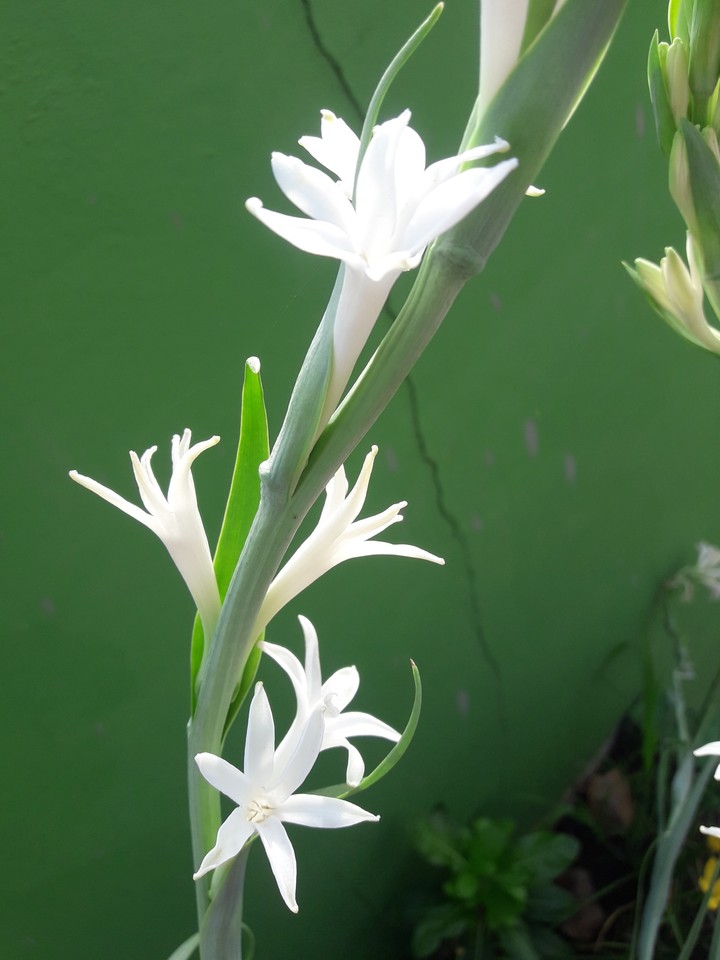 .white flower