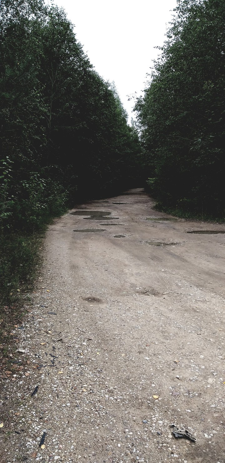 forest path