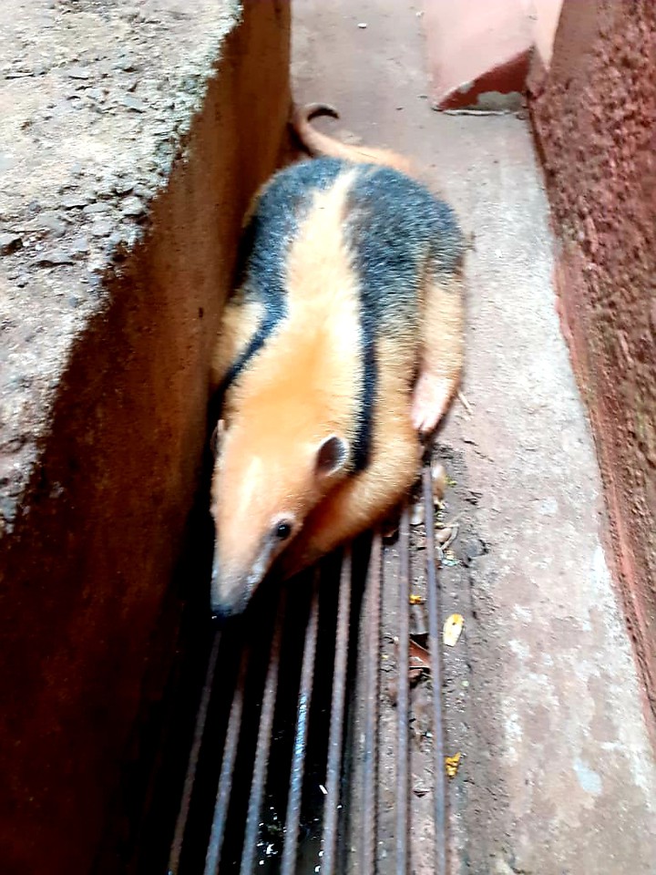 anteater