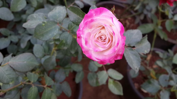 Pink Rose