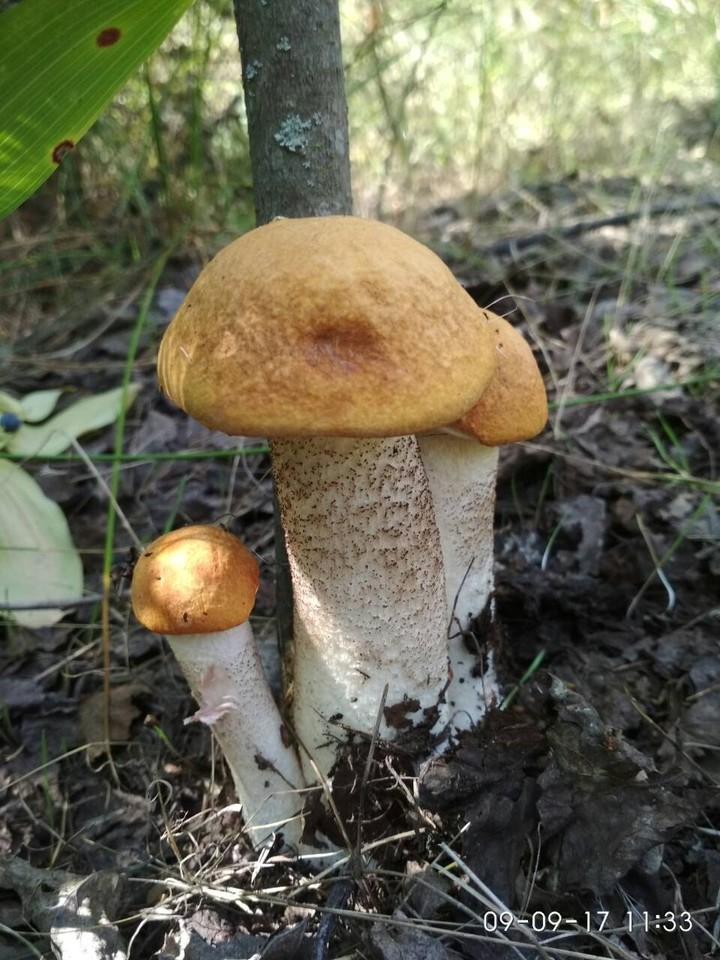 семейка