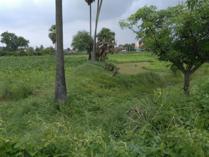raju