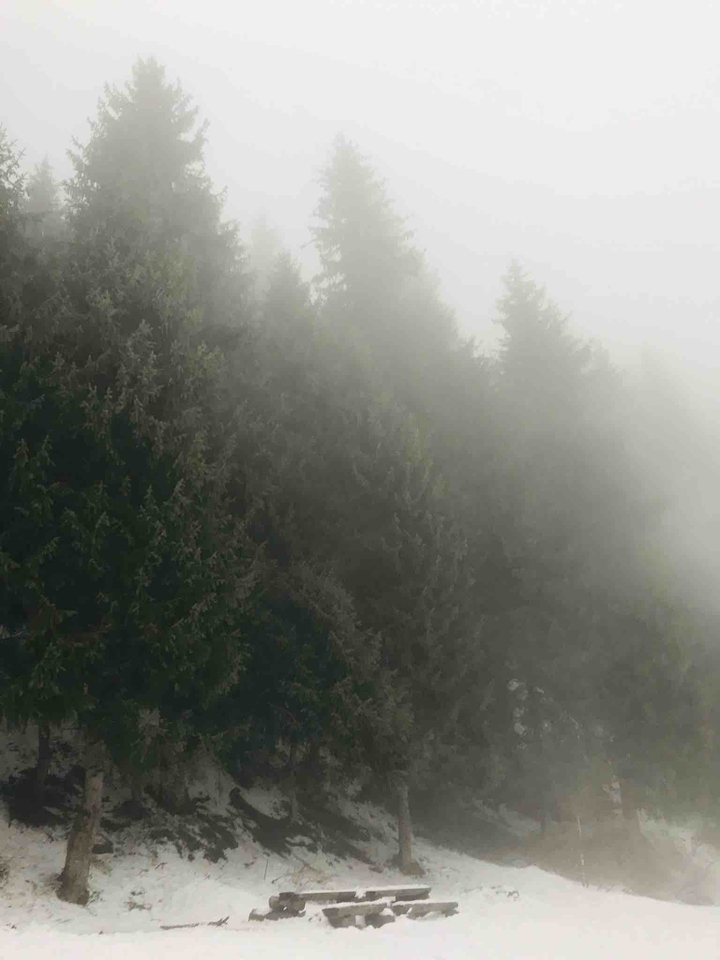 Fog and pine trees