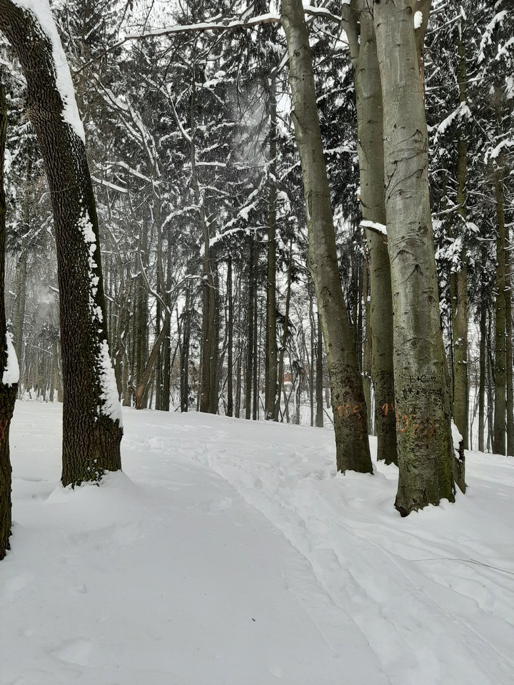winter with snow
