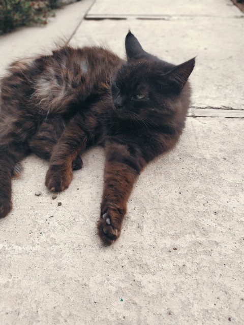 wild cat