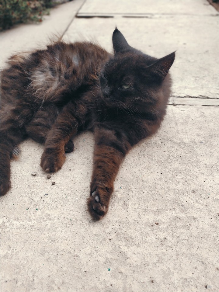 wild cat