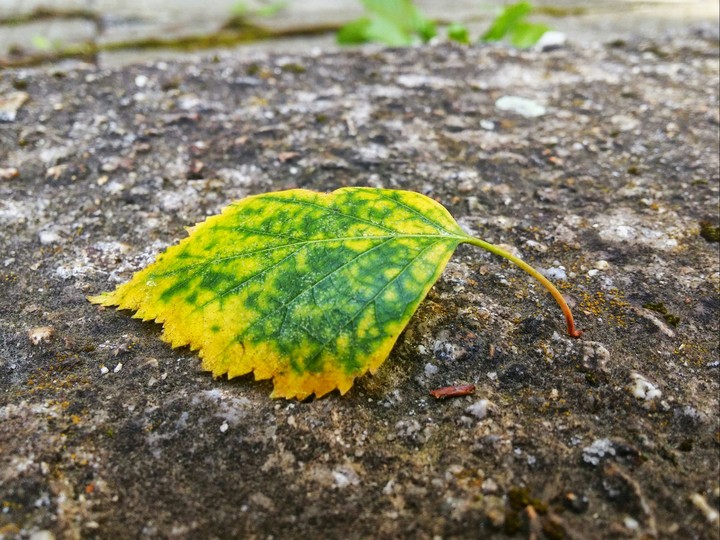 Leaf