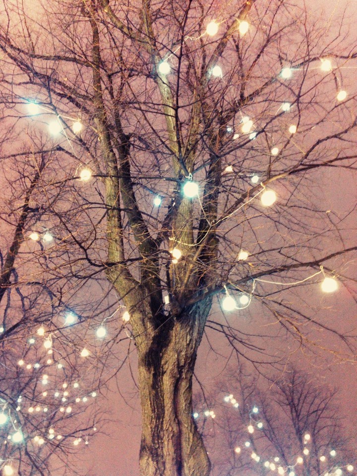 magic tree