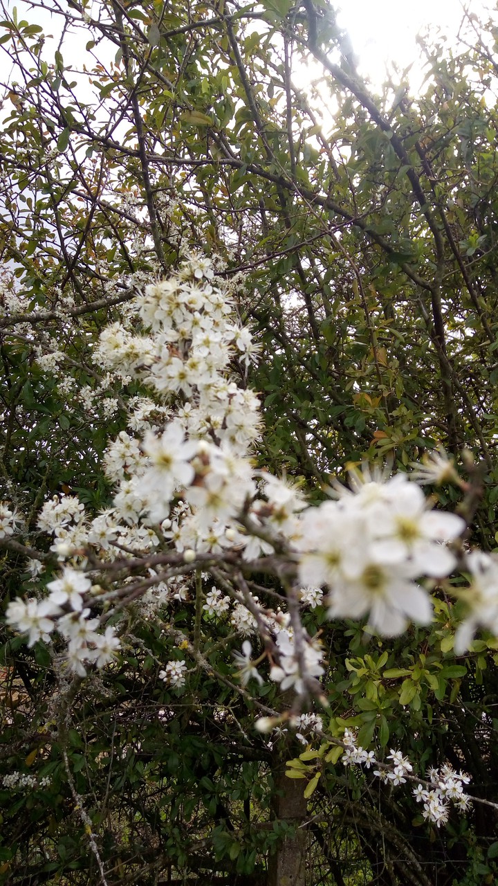 Spring