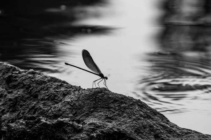 A Master of Flight against reflections of Light
