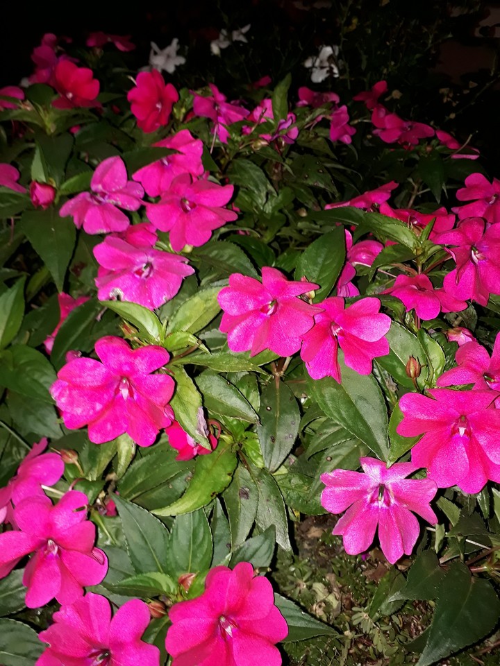 flores