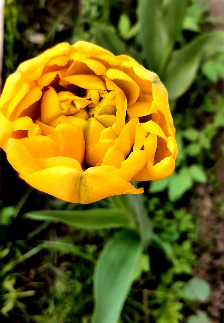 tulipan.