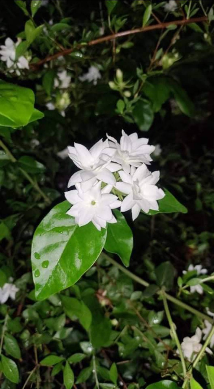 I Love This Flower